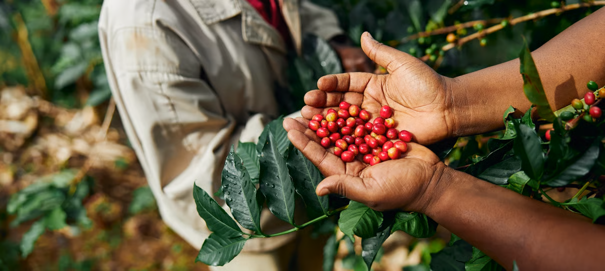DE-Coffeeberriessustainability
