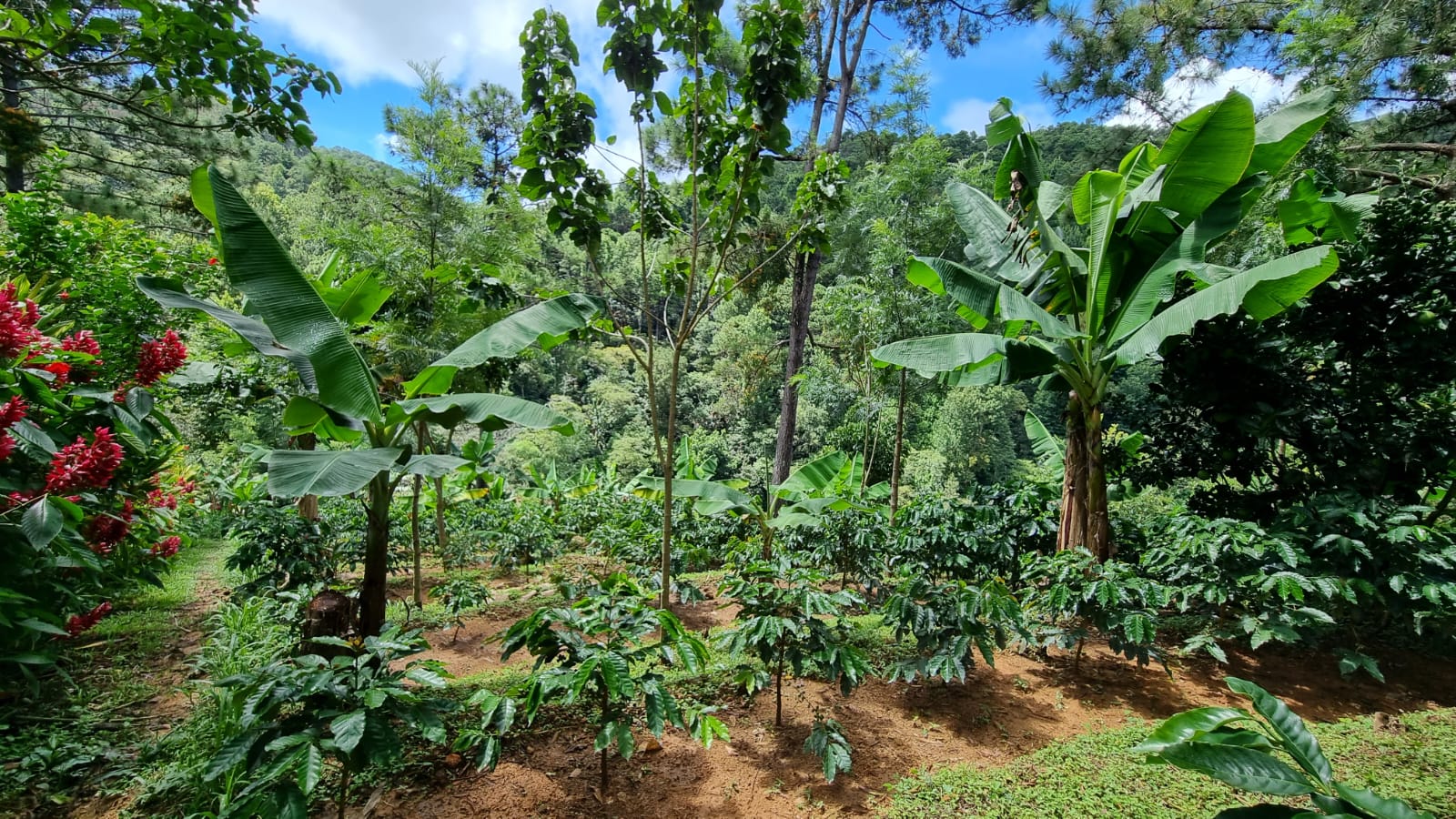 Nachhaltigkeit_Bio Diverse Coffee Farm